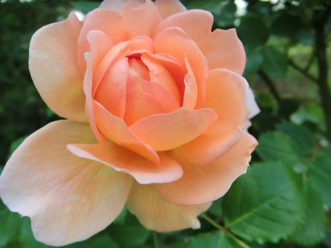 ジ　エンデバー0307