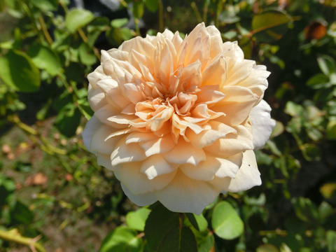 イングリッシュ　ガーデンsCIMG6628