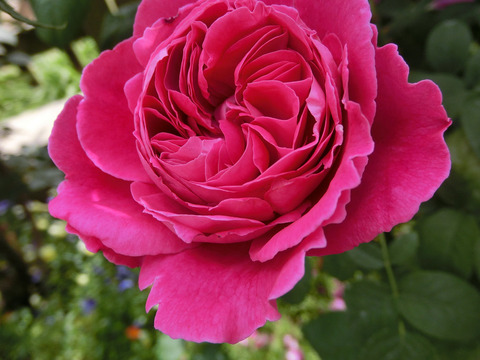 サー　エドワード　エルガーsCIMG4896