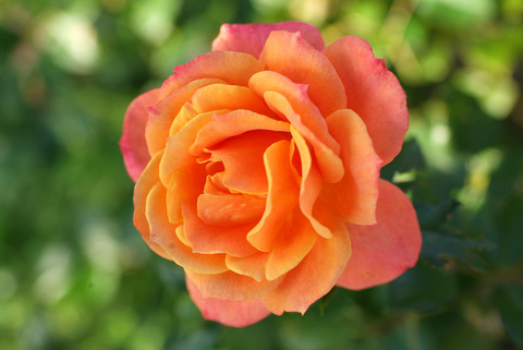 ディズニーランド　ローズsDSCF0553