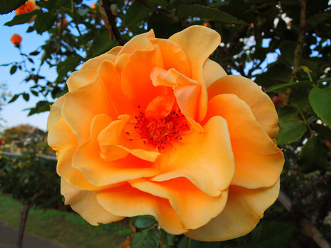 ブランディーsDSCN9237