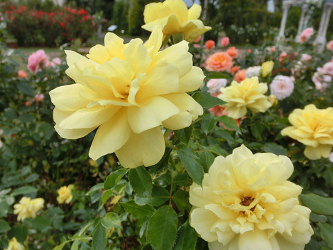 ミラベラsCIMG7297