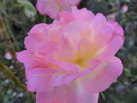 フレンチ　パフュームsCIMG8270