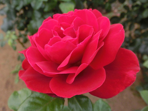 ロートケプヘンsCIMG5594