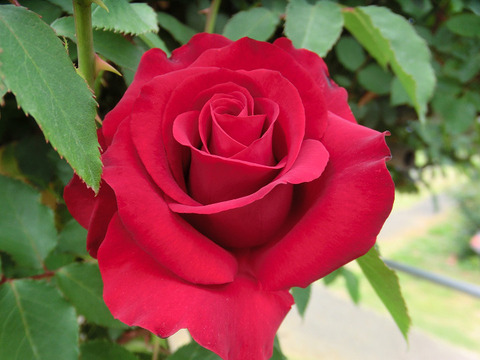 オープニング　ナイト0742