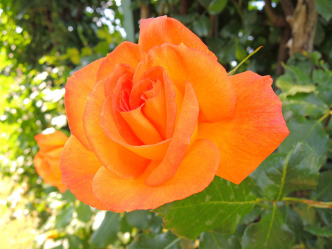 サハラ　’９８sDSCN4187