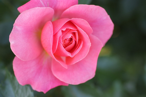 ホープス　アンド　ドリームズ (2)