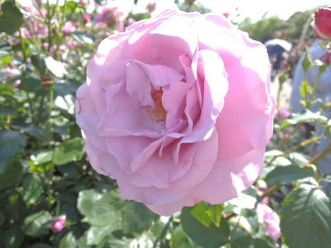 シークレット　パフューム3323