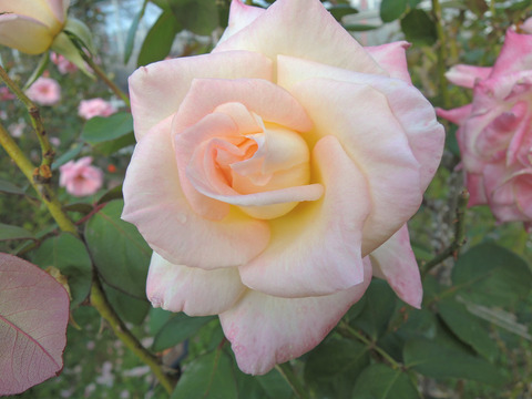 エレガント　レディ6372