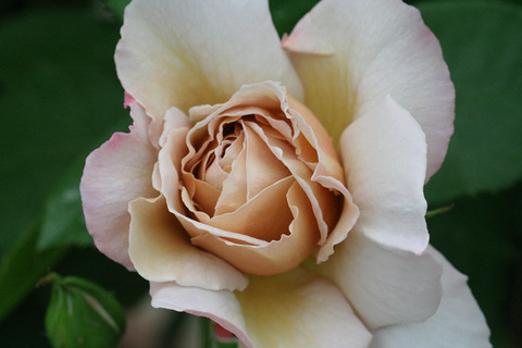 グレー　パール2276