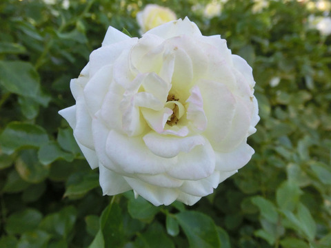 バニラ　ボニカsCIMG8417