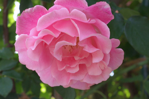 スパニッシュ　ビューティーsDSCF1048