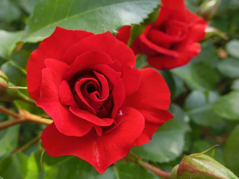 エルベーションsCIMG4918