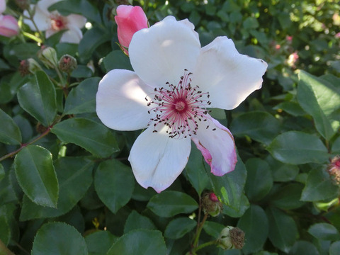 ピンク　サクリーナsCIMG8256