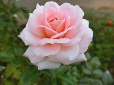 レディ　メイアンディナsCIMG7145