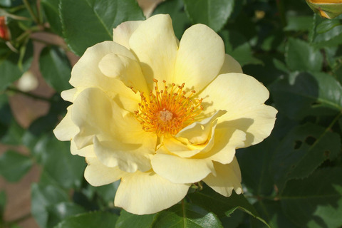 きんれんぽ　金蓮歩　（きんれんぽ）sDSCF0970