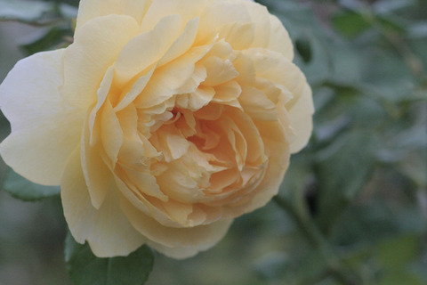 ザ　ポエッツ　ワイフsIMG_7999