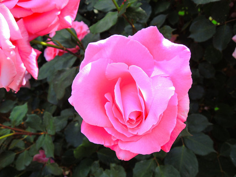 ももか　桃香sDSCN5422