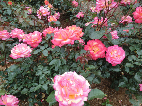 マスコット　’７７sCIMG5525