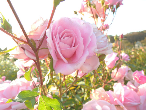 さくらがい　桜貝6832