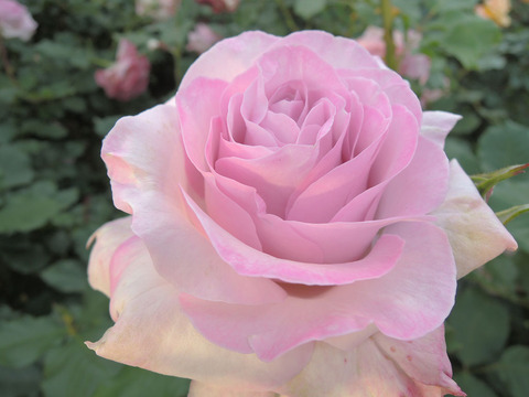 ライラック　ビューティ4394