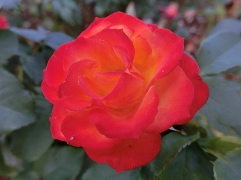 にしき　錦sCIMG8250