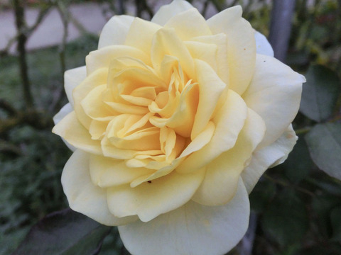 サンライト　ロマンティカsCIMG7524