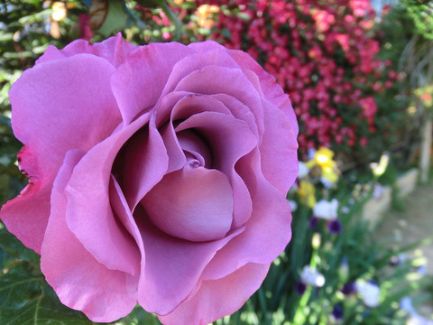 ショッキング　ブルー8619