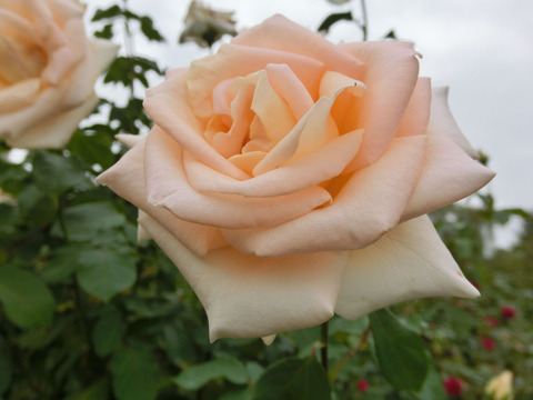 オジアーナsCIMG6953