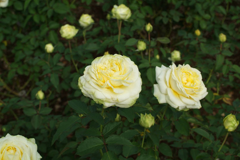 かいきょ　快挙sDSCF0571