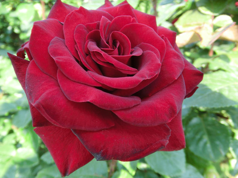 シュワルツ　マドンナ0663