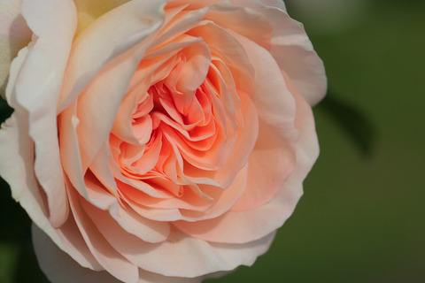 マリー　アントワネット