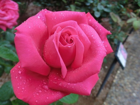 マリア　カラスsCIMG6337