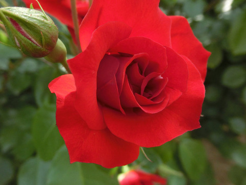 エルベーションsCIMG4920