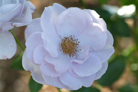 ブルー　バユーsDSCF0483