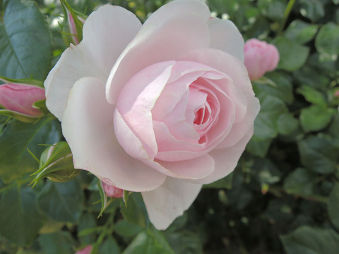 ハンス　ゲーネバイン3142