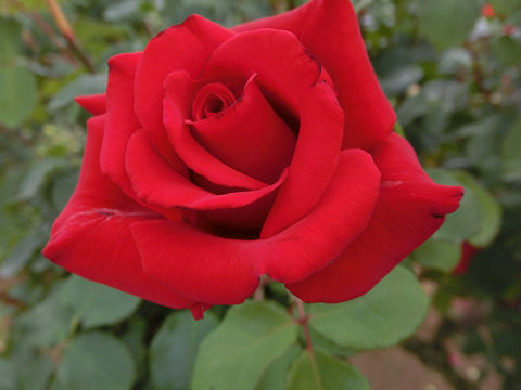 カーディナルsCIMG5361