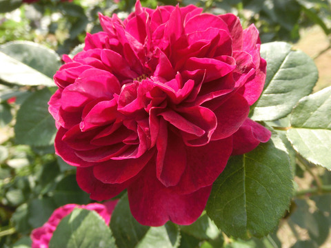 ダーシー　バッセルsCIMG4091