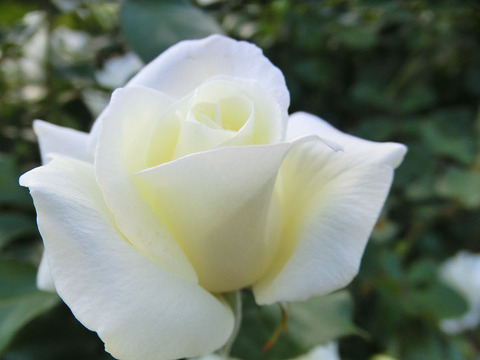 ホワイト　マジック5188