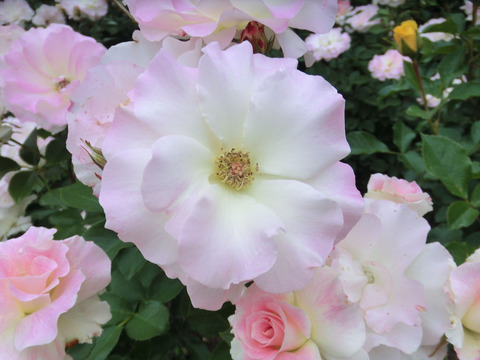 マチルダsCIMG5422
