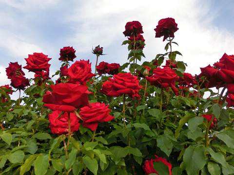 オープニング　ナイト2765