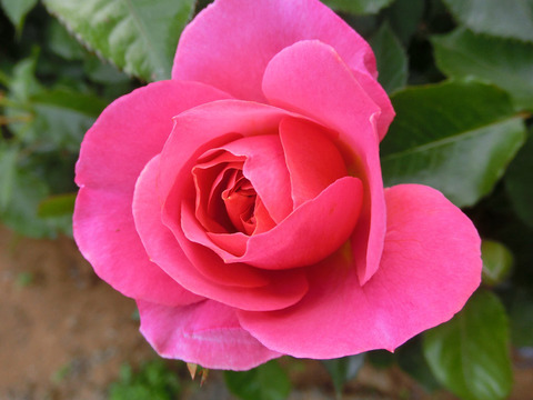 ホープ　アンド　ドリームズsCIMG5014