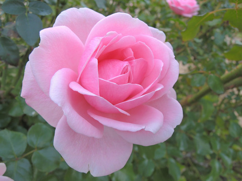 ホーム　＆　ガーデン7268