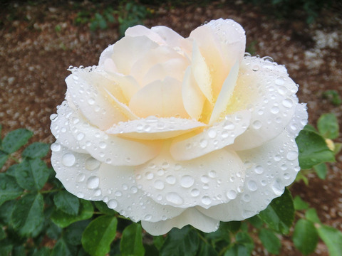 マリー　アントワネットsCIMG6406