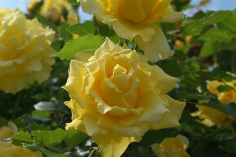 ゴールド　バニーsDSCF0913