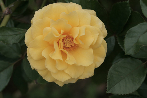 ゴールデン　フラッシュsIMG_6993