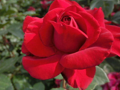 レッド　クイーンsCIMG5307