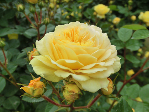 ベル　ロマンティカ0783