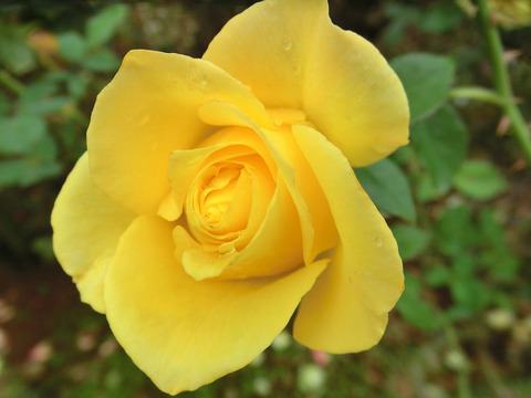 グレイス　ランド5283