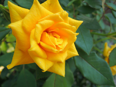 スウィート　ダイアナ4788